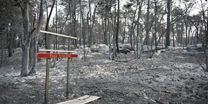 καμένα δέντρα στο Φοντενεμπλό
