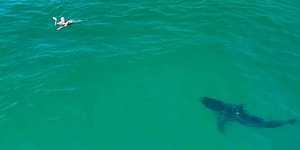 Λευκός καρχαρίας 3 μέτρων κολυμπά δίπλα σε έφηβους
