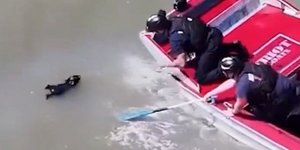 Μικρόσωμος σκύλος διασώζεται από τα θολά νερά του κόλπου του Σαν Φρανσκίσκο