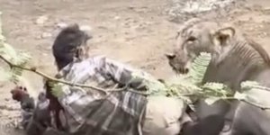Άνδρας στην Ινδία δέχτηκε επίθεση από λέαινα