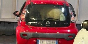 Ολόκληρο πόνι στο πορτμπαγκάζ αυτοκινήτου 