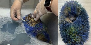 Συνελήφθησαν τέσσερις άνδρες επειδή έβαψαν σκαντζόχοιρο στα χρώματα της Λιντς Γιουνάιτεντ