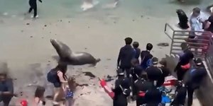 Θαλάσσια λιοντάρια έσπειραν τον πανικό σε παραλία της νότιας Καλιφόρνια