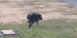 Ο Τζίμοθι, το ξεχωριστό ρακούν που έγινε viral /