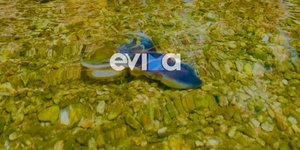 Rare "Blanket Octopus" Spotted Near Shore Stuns Beachgoers in Evia