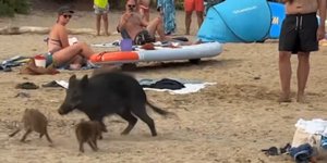 Αγριογούρουνα σε παραλία στη Γαλλική Ριβιέρα