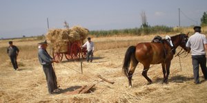 Όταν τα ανθρώπινα χέρια στον κάμπο αντικαθιστούσαν τις μηχανές σε όργωμα, θερισμό και παραγωγή αλευριού από το σιτάρι