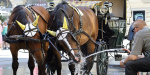 Οδηγός άμαξας δίνει νερό σε άλογα στο κέντρο της Βιέννης