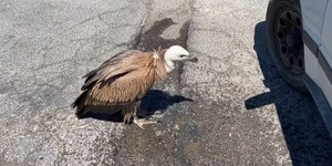 γυπας κρήτη