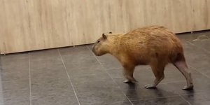 Καπιμπάρας μπήκαν σε τοπική Βουλή στη Βραζιλία και προκάλεσαν ενθουσιασμό