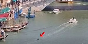 Δελφίνι κολυμπά στο Μεγάλο Κανάλι της Βενετίας