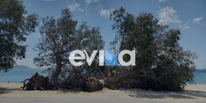 Ισχυροί άνεμοι ξερίζωσαν δέντρα στην Εύβοια