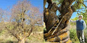 Αμυγδαλιά με χαρακτηριστικά σπειροειδή κορμό