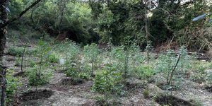Φυτεία με περισσότερα από 2.000 δενδρύλλια κάνναβης 