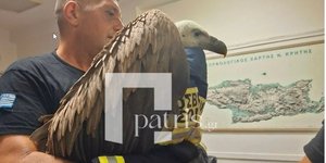 Γύπας δεν έφευγε από το φτερό αεροπλάνου που ήταν έτοιμο για απογείωση