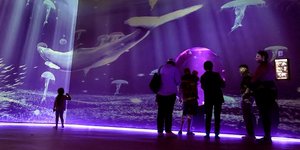 Jellyfish Museum, το ιδιωτικό μουσείο μεδουσών στο Πομπάνο Μπιτς της Φλόριντα, λίγο βόρεια του Φορτ Λόντερντεϊλ / JELLYFISH MUSEUM / INSTAGRAM