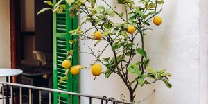 Λεμονιές στα μπαλκόνια προσφέρουν χρώμα, οξυγόνο και δροσιά 