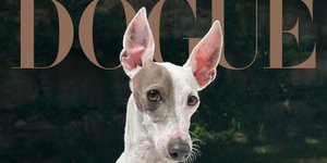 Ο Sir Spud είναι ο μεγάλος νικητής του διαγωνισμού Dogue 2026