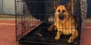 Σκύλος που διασώθηκε από τη φωτιά στην Αττικοβοιωτία