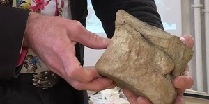 Ο σπόνδυλος επιβεβαιώθηκε ότι ανήκει σε πλειόσαυρο