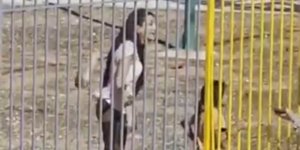 Σάλος με νηπιαγωγό στα Άνω Λιόσια: Φωνάζει έξαλλη σε παιδάκια, «σας έφαγα τα χέρια» 