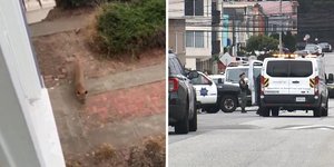 Κούγκαρ κυκλοφορούσε ελεύθερο στο Σαν Φρανσίσκο