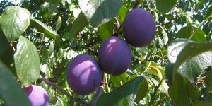 Δαμασκηνιά