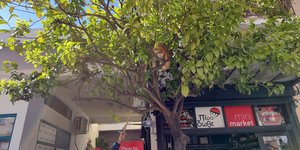 Επιχείρηση απεγκλωβισμού γατούλας στο Ναύπλιο - ΑΠΕ/ΜΠΕ