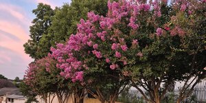 Κινέζικη μυρτιά 