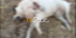 Αγνωστος πυροβόλησε και σκότωσε σκύλο στο Κάστρο - tvstar.gr