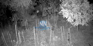 Αγριογούρουνα μπήκαν σε αυλή σπιτιού στη Ναυπακτία