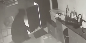 Αρκούδα εισέβαλε στο σπίτι, άνοιξε το ψυγείο και κέρασε τον εαυτό της ένα ποτό