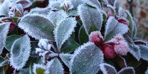 Gaultheria 