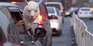 Ενα λάμα κολημμένο στην κίνηση