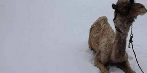 Τι είναι αυτό το άσπρο πράγμα που πέφτει από τον ουρανό; -Στο Κάιρο είδαν χιόνι 