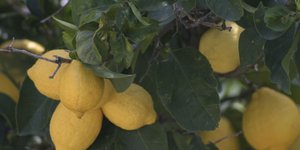 Ανήλικος ξάφριζε τις λεμονιές στην Κόρινθο -Είχε κλέψει πάνω από 10 τόνους