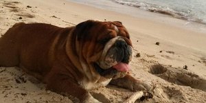 Ο σκύλος του Χάμιλτον/ φωτογραφία: instagram