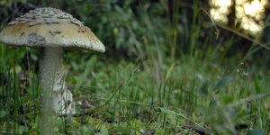 «Επιδημία» σοβαρών δηλητηριάσεων από άγρια μανιτάρια -Τι συμβουλεύει το υπουργεί