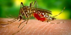 Ποιες περιοχές κινδυνεύουν από τον ιό του Δυτικού Νείλου – Η λίστα του ΚΕΕΛΠΝΟ