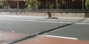 Οι κάτοικοι στην Αυστραλία είναι πολύ εξοικειωμένοι