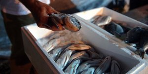 Εκλεψαν 70 κιλά τσιπούρες στην Αρτα