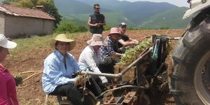 Βοτανικά ονομάζεται «sideritis scardica»