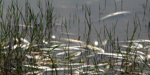 Νεκρά ψάρια και χέλια στον υγρότοπο του Σχινιά / Φωτογραφία: EUROKINISSI (ΘΑΝΑΣΗΣ ΚΑΛΛΙΑΡΑΣ)