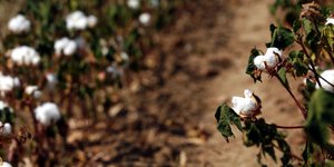 βαμβακοκαλλιέργεια