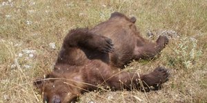 «Εκτελούν» αρκούδες στις Πρέσπες -Βρέθηκαν δύο νεκρές από σφαίρες [εικόνες]