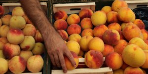 Πάνω από 20.000 τόνοι φρούτα έχουν ξεμείνει στην Ημαθία -Οι νταλίκες τα πουλάνε 