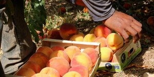 Κομισιόν: 125 εκατ. ευρώ επιπλέον για τους παραγωγούς που έπληξε το ρωσικό εμπάρ