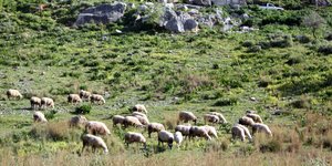 Βοσκοτόπια