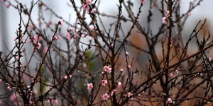 (EUROKINISSI/ ΘΑΝΑΣΗΣ ΚΑΛΛΙΑΡΑΣ)