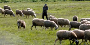 Σε ισχύ απαγόρευση διακίνησης γαλακτοκομικών προϊόντων και σφαγίων